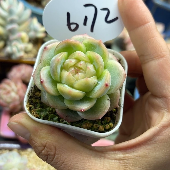 云岚珍妮单头6172