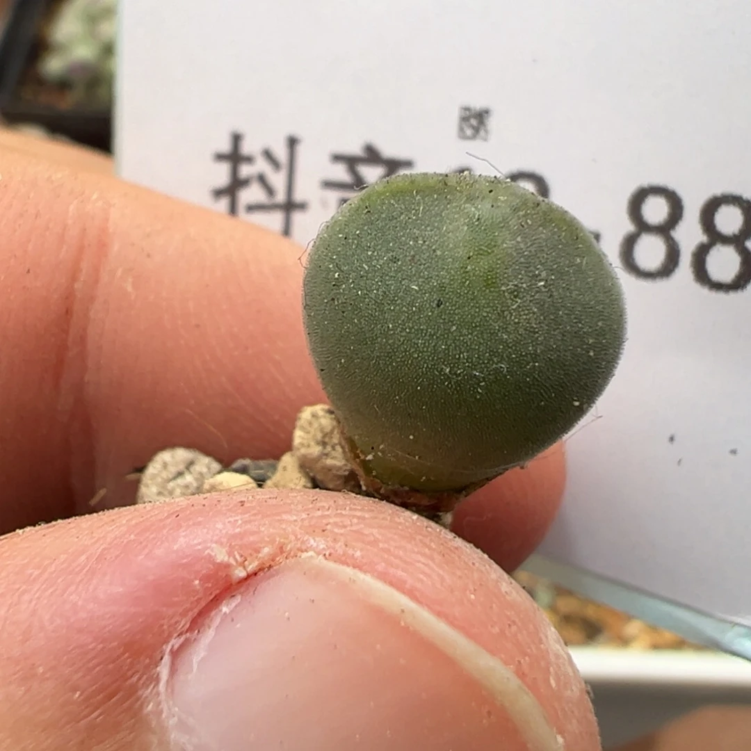 一***醉18-88肉锥多肉植物