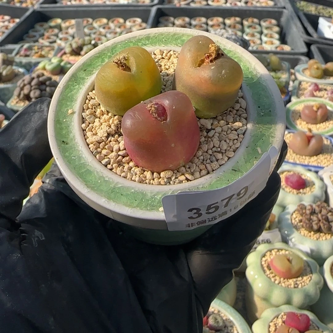 3579--一物一拍 带盆