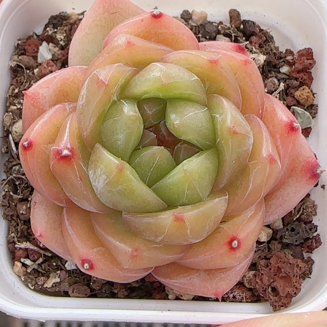 多肉0904-376珍妮