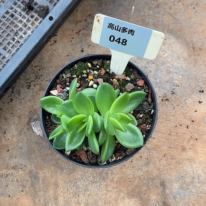 48直播福利翠花多头