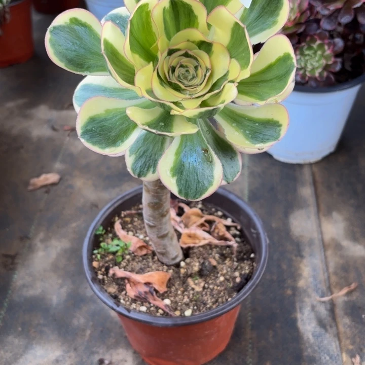 瑞妈，。。。？422燕姿锦，