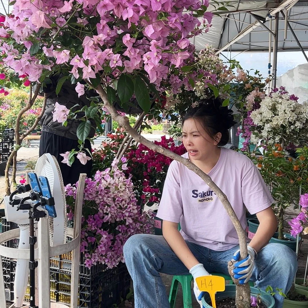 w***l大部分花苞少量开放H4赛佛里