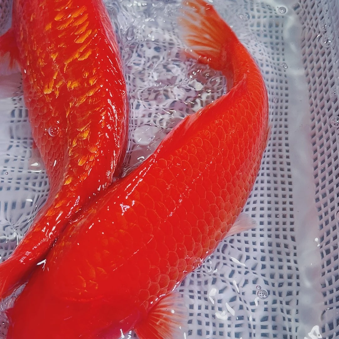 锦鲤锦鲤冷水鱼观赏鱼