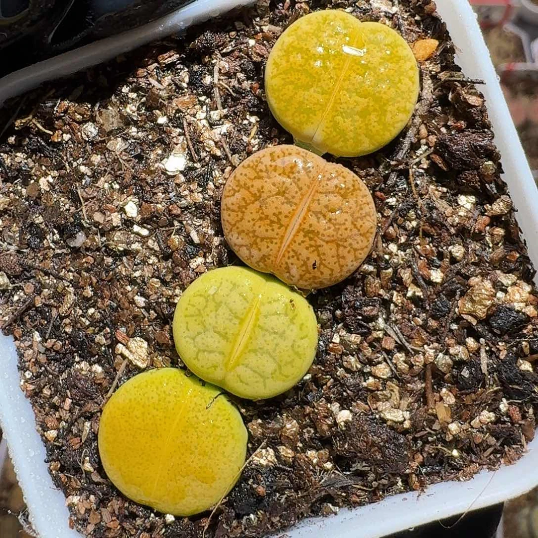 生石花等1111111。   239