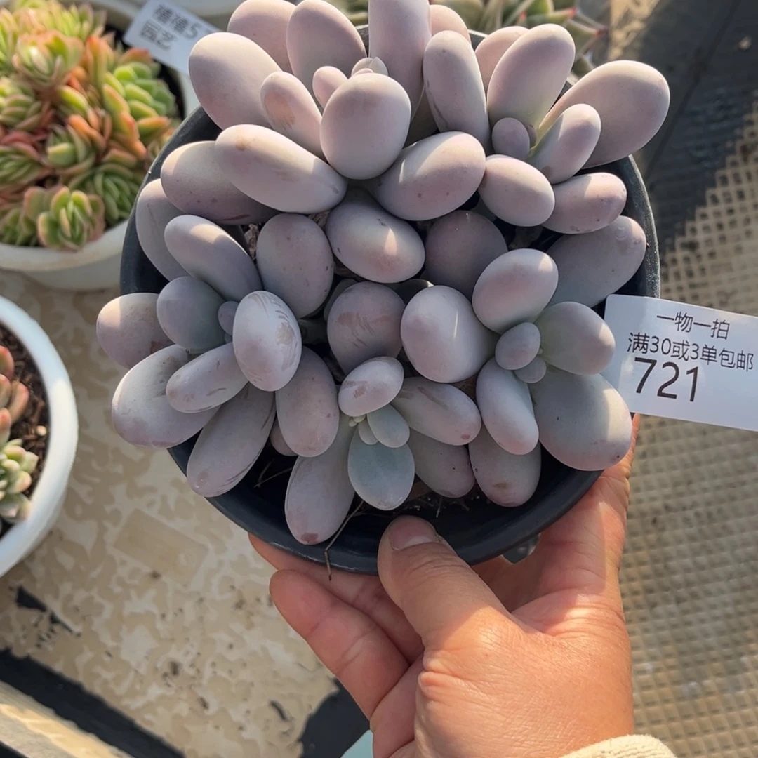 三***次721原始奶酪多肉植物……