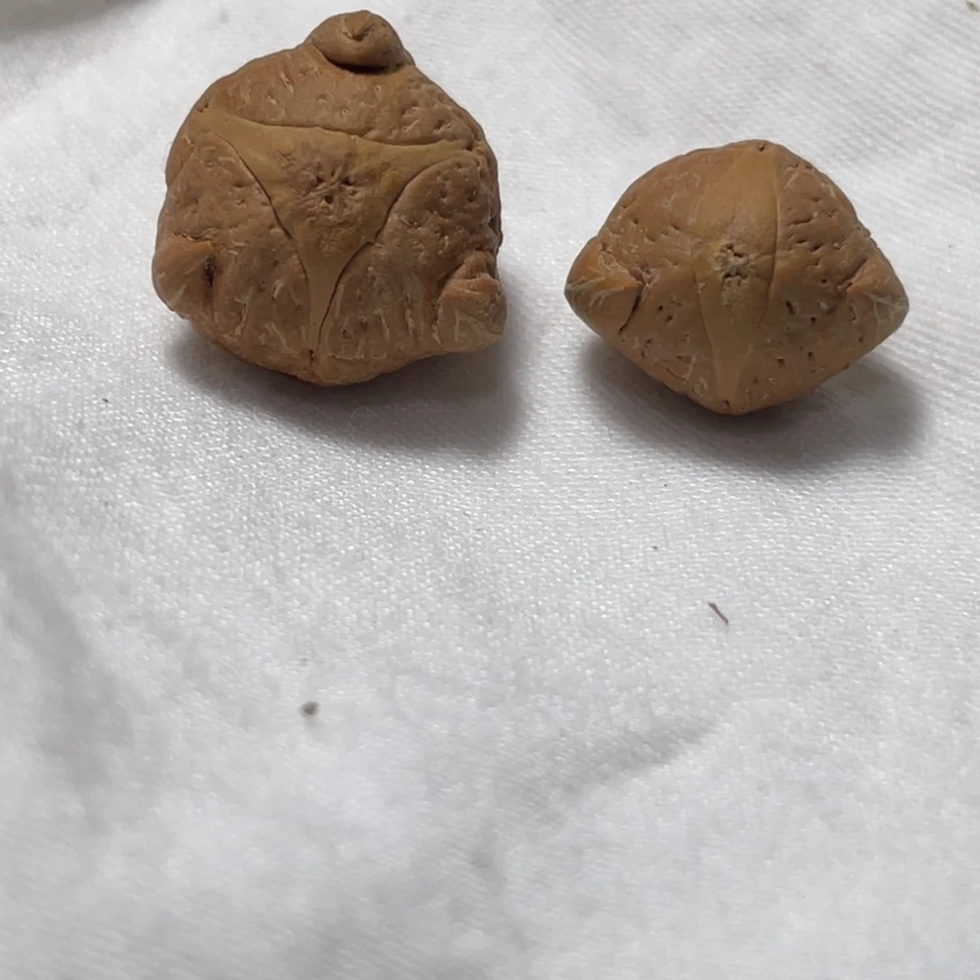 凤眼菩提吊坠恶魔眼三通