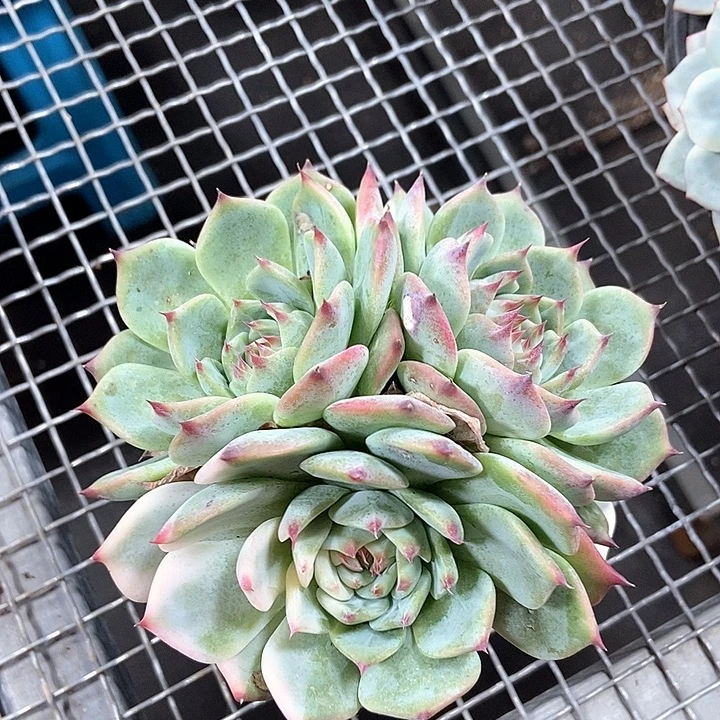吉娃娃多肉植物 偶然间