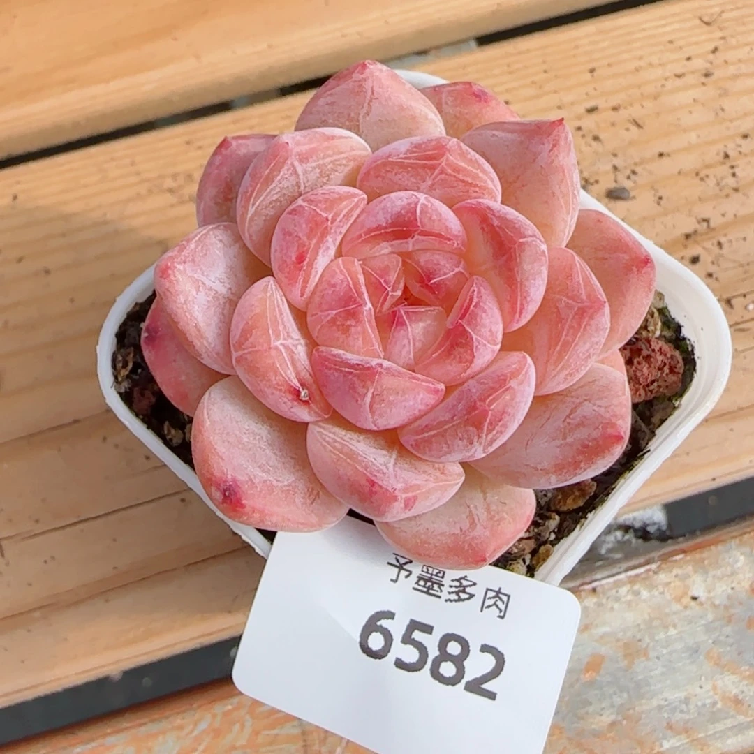 黛玉冰魄，6582多肉植物