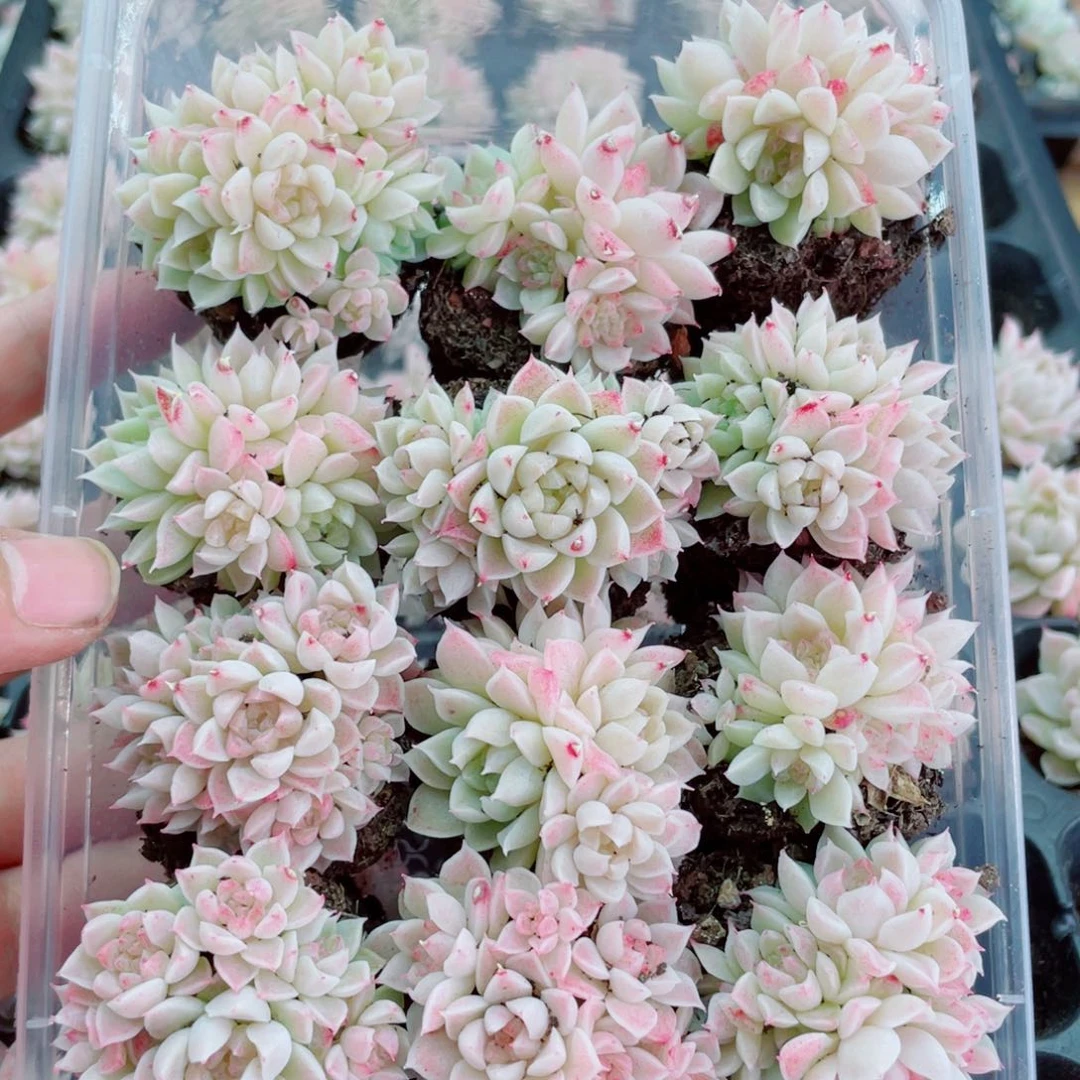 开心快乐幸福014