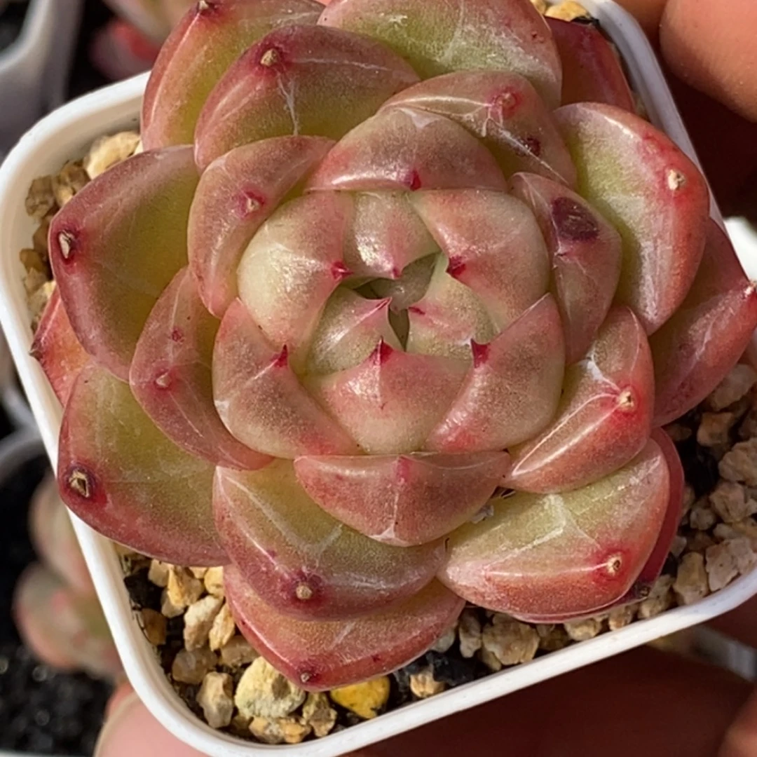 天官赐福百无禁忌