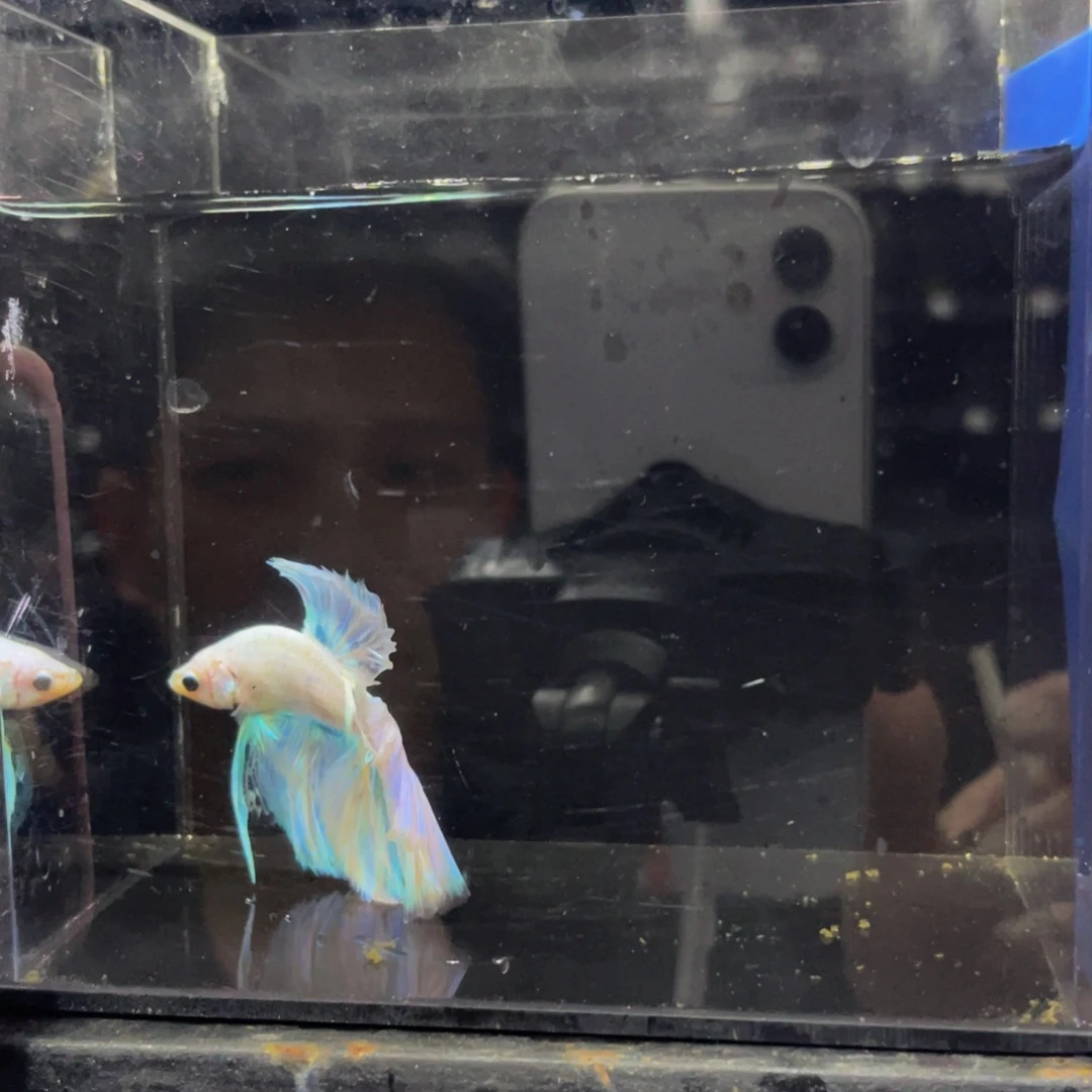 蓝口孵鱼哈哈哈哈哈哈498