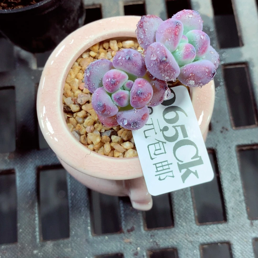 5厘米盆精控多肉065