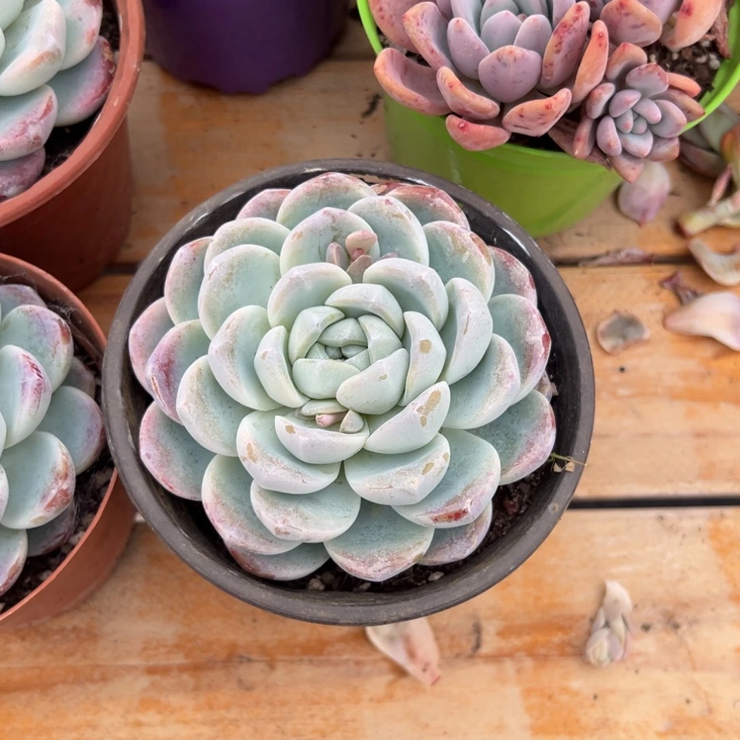 多肉单头冰玉【非偏远地区满18包邮】