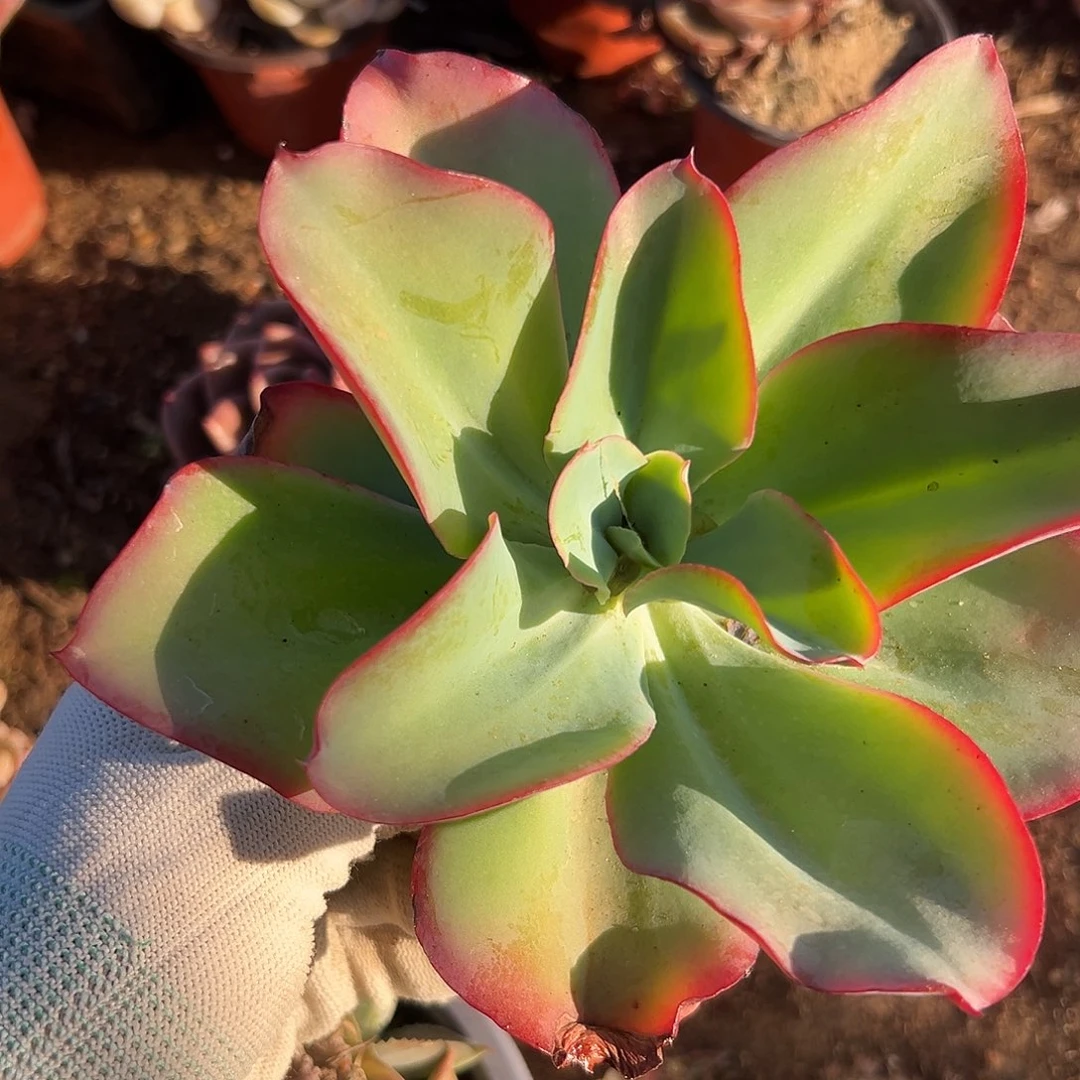 蓝蝴蝶DVD中央音乐学院中文系