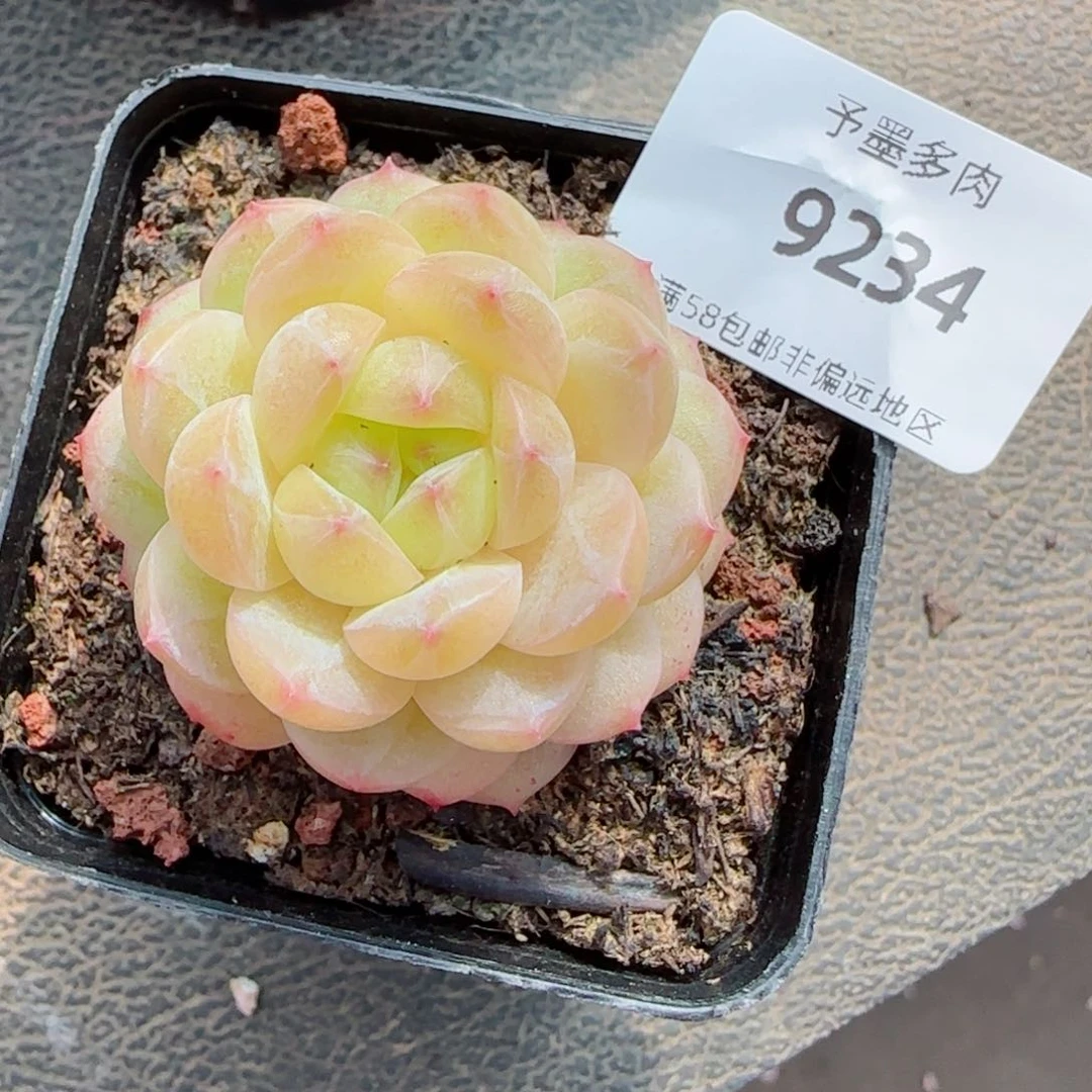 孤品珍妮，9234多肉