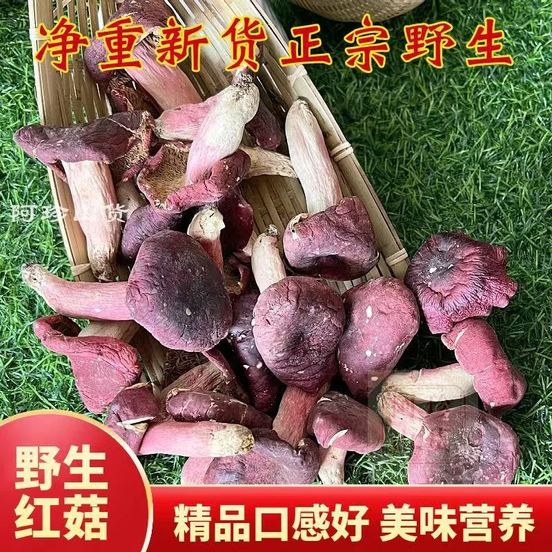 野生红菇干货大标菇肉厚煲汤营养浓郁鲜美月子滋补佳品