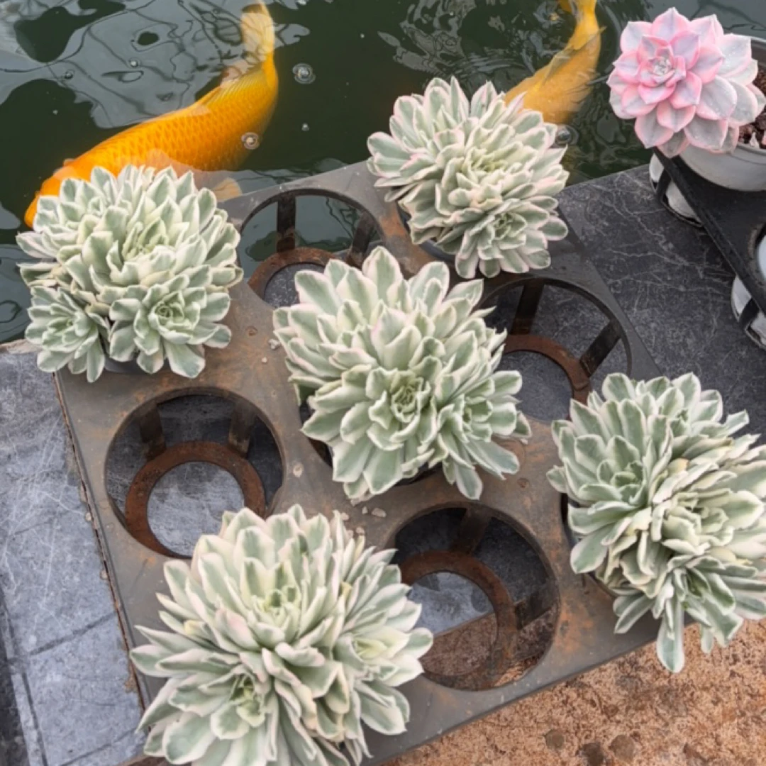 英雄哥九尾狐缀景天锦多肉一物一拍找对应价格