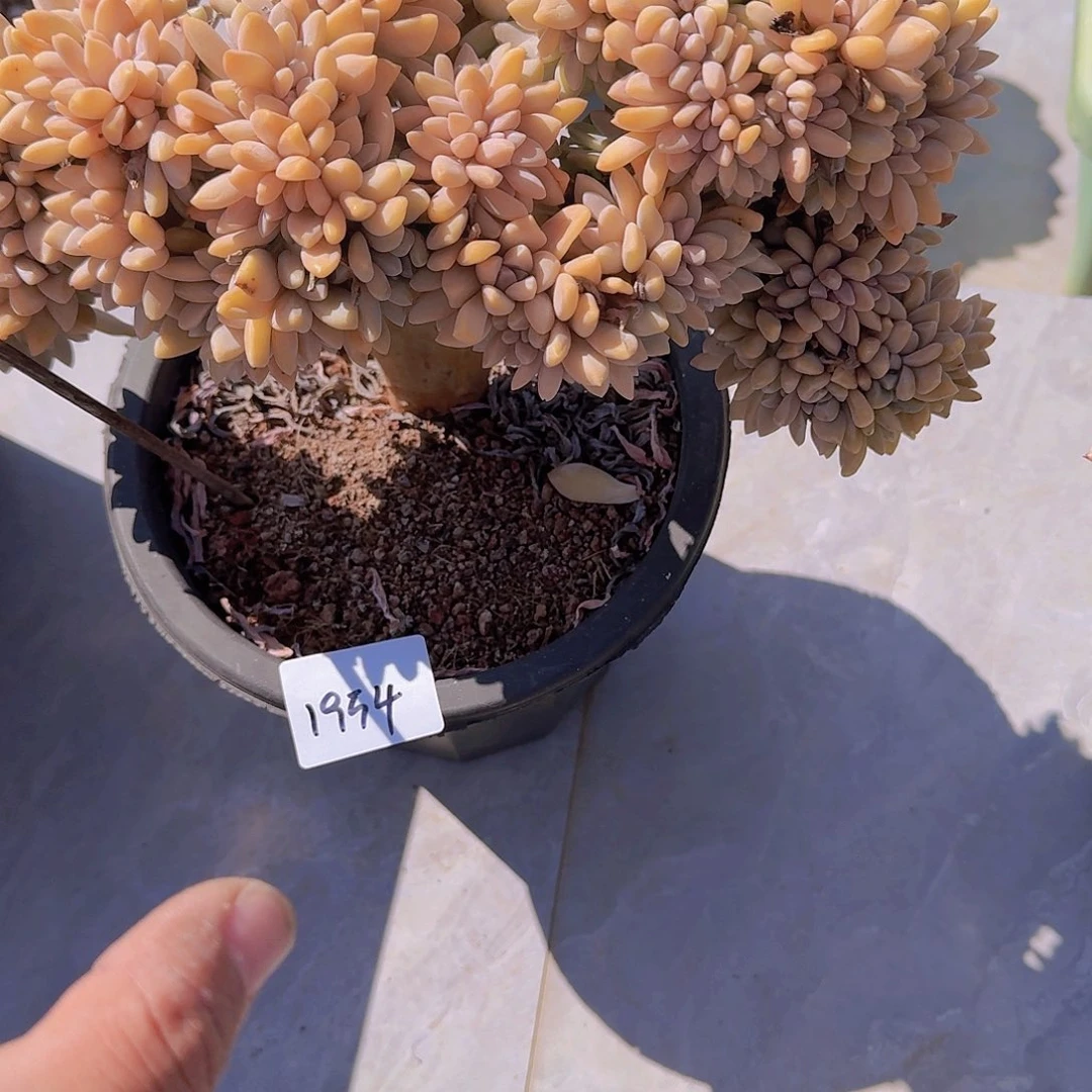 美**量1954淡雪缀多肉植物