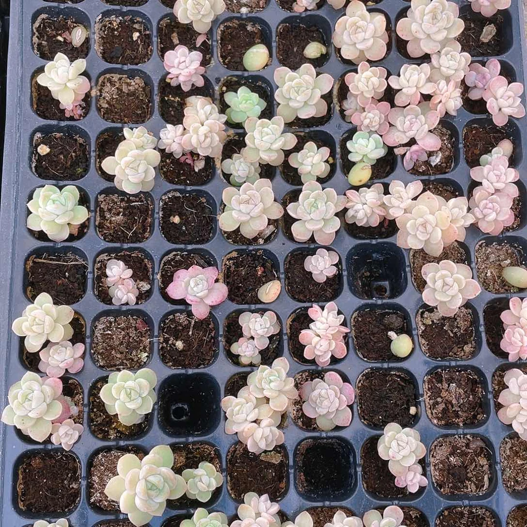 干冰穴一个满25包邮