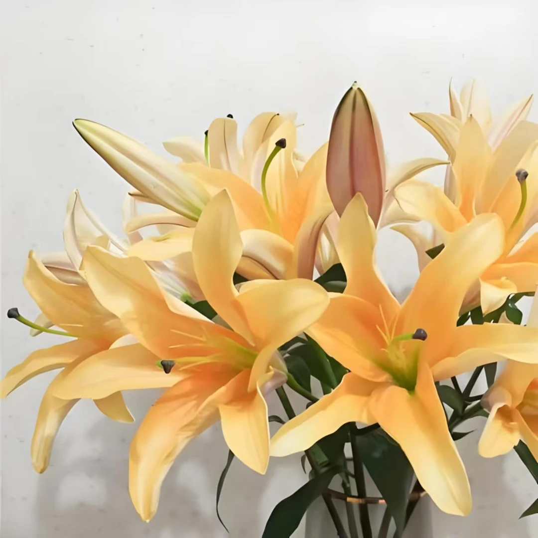 晚霞-鲜花香水百合