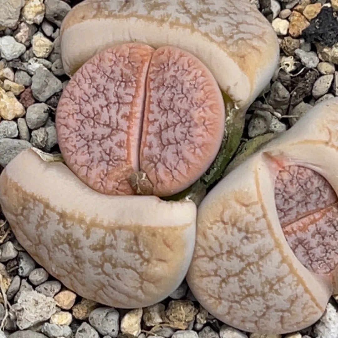 6271双头睫毛粉色荒玉