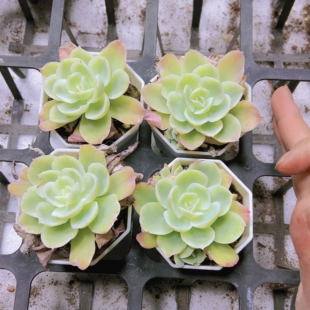 柠檬玫瑰锦19包邮多肉