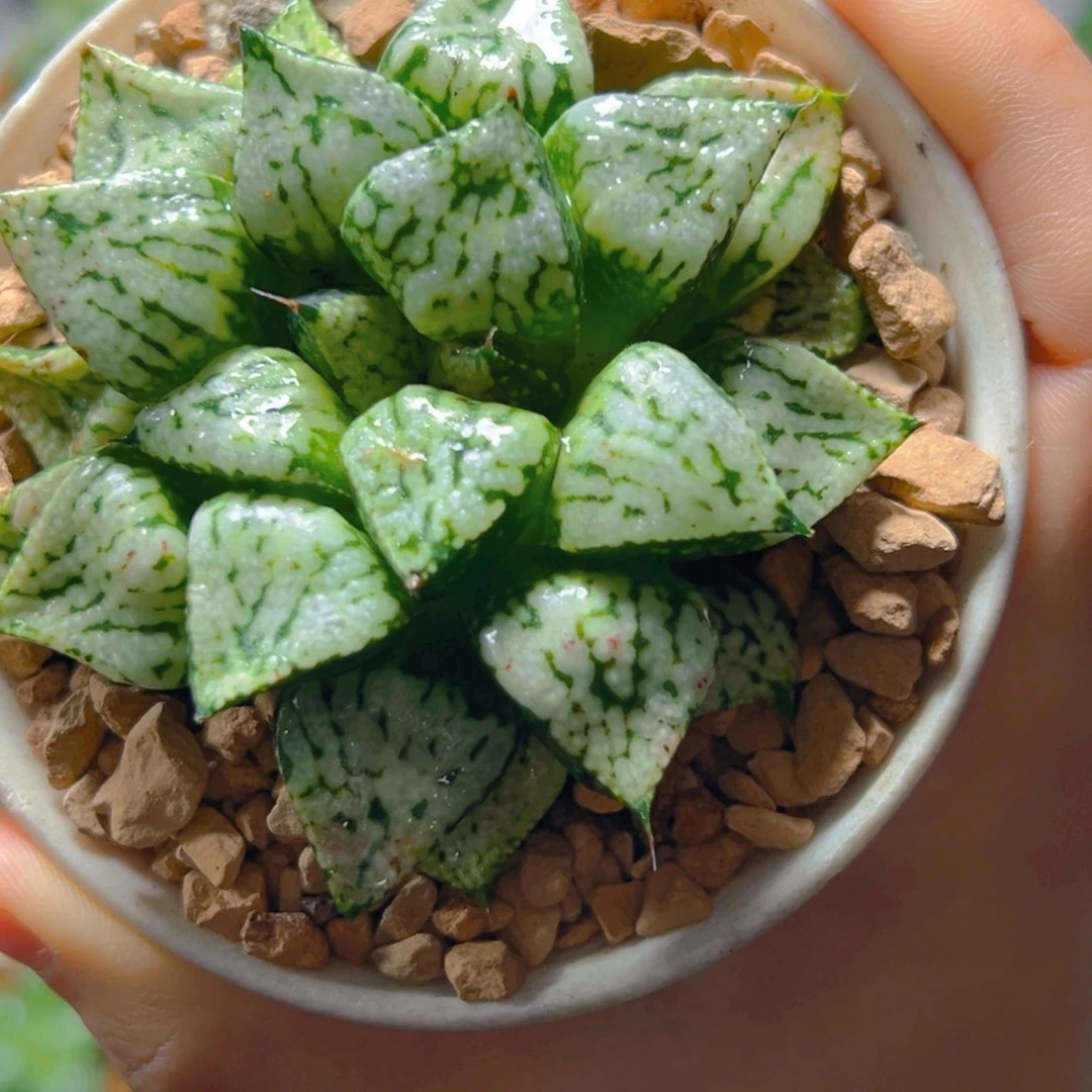 潘多拉魔盒多肉多肉