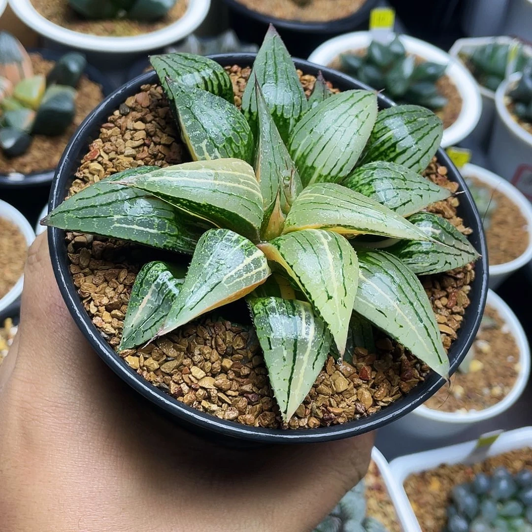 实生皮上窗寿锦十二卷