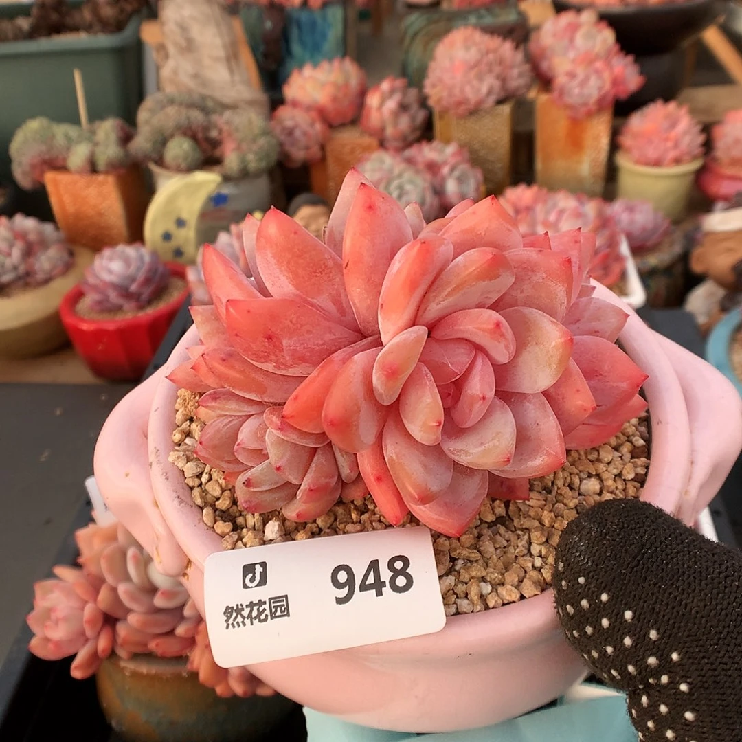 948雪天使多肉植物66666