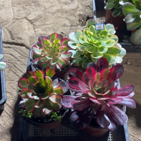 646多肉植物组合