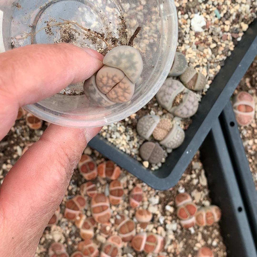 一*D305多肉植物保护研究所