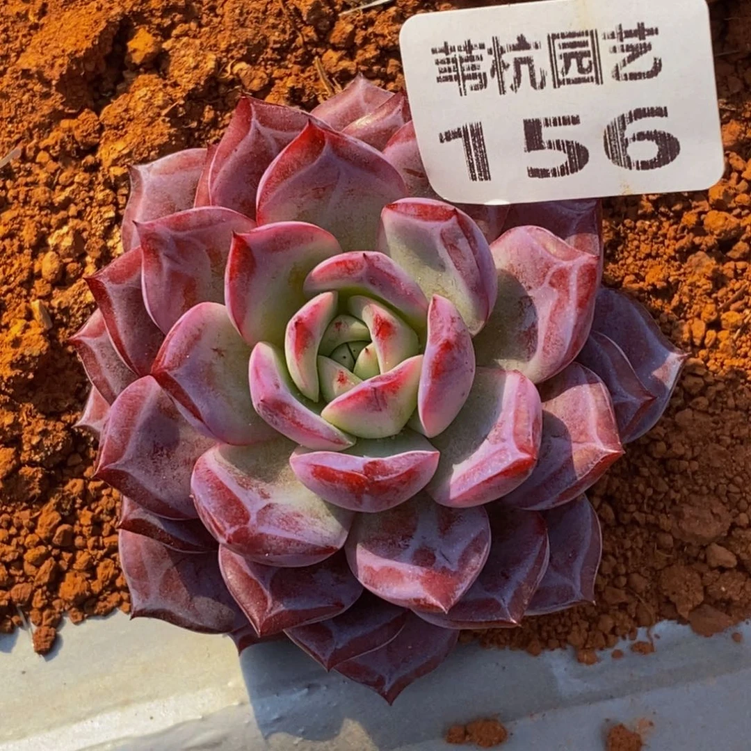 乐***李156多肉植物百科多肉毒素
