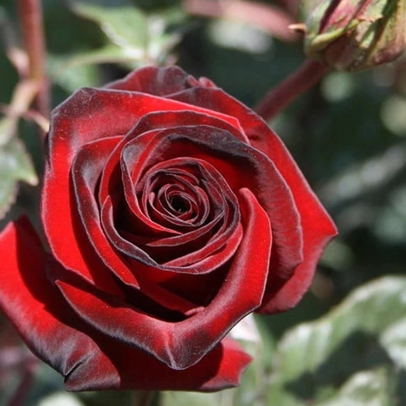 黑魔术月季花苗特大花浓香开花红色玫瑰花庭院爬藤四季可盆栽花卉