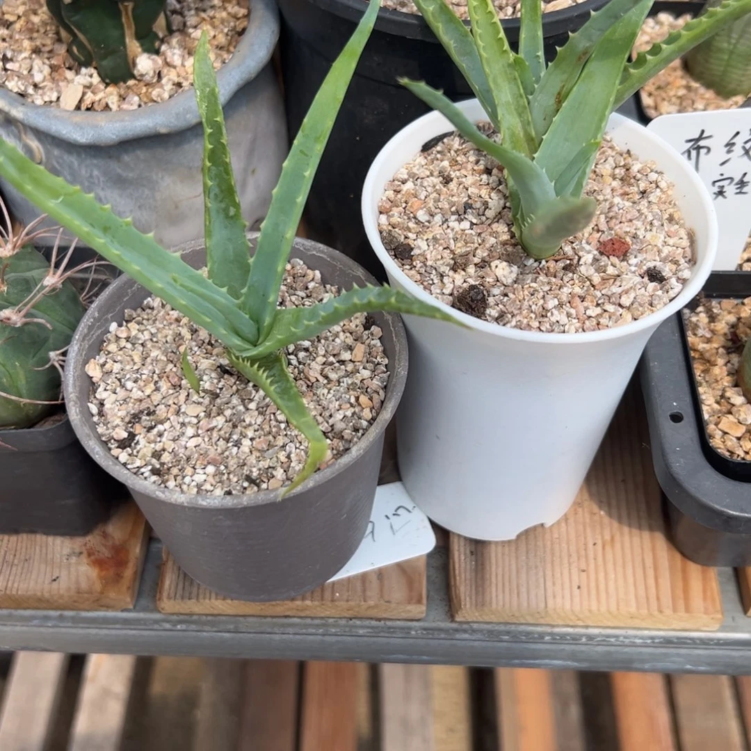 ****11987花盆YX009已配已配