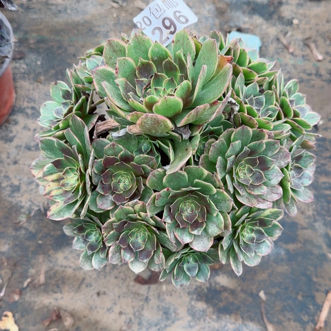 半夏296满20包邮断枝不包