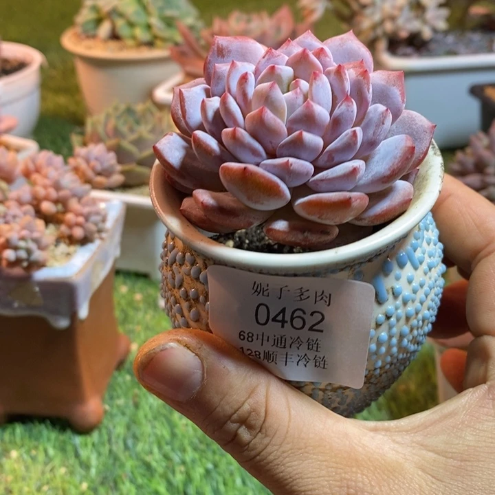 0462啊啊啊啊啊啊啊啊啊啊啊