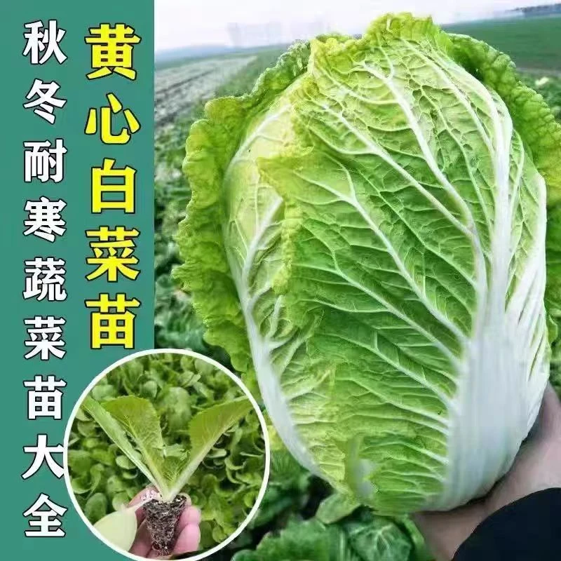 抗热高产早熟黄心大白菜秧苗种籽带土球秋冬四季耐寒盆栽地栽