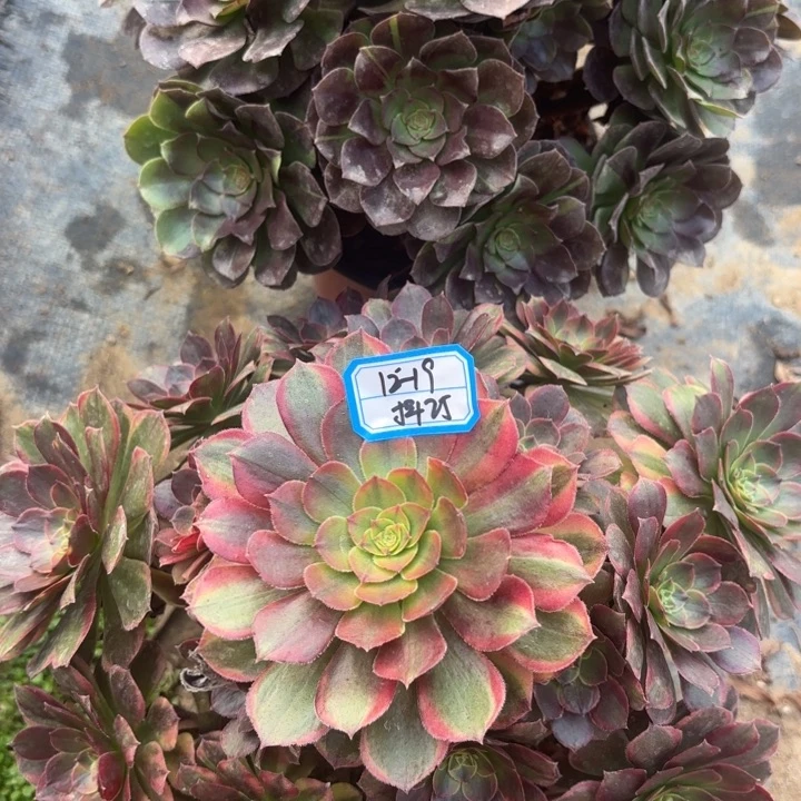 两颗多肉法师不包损25