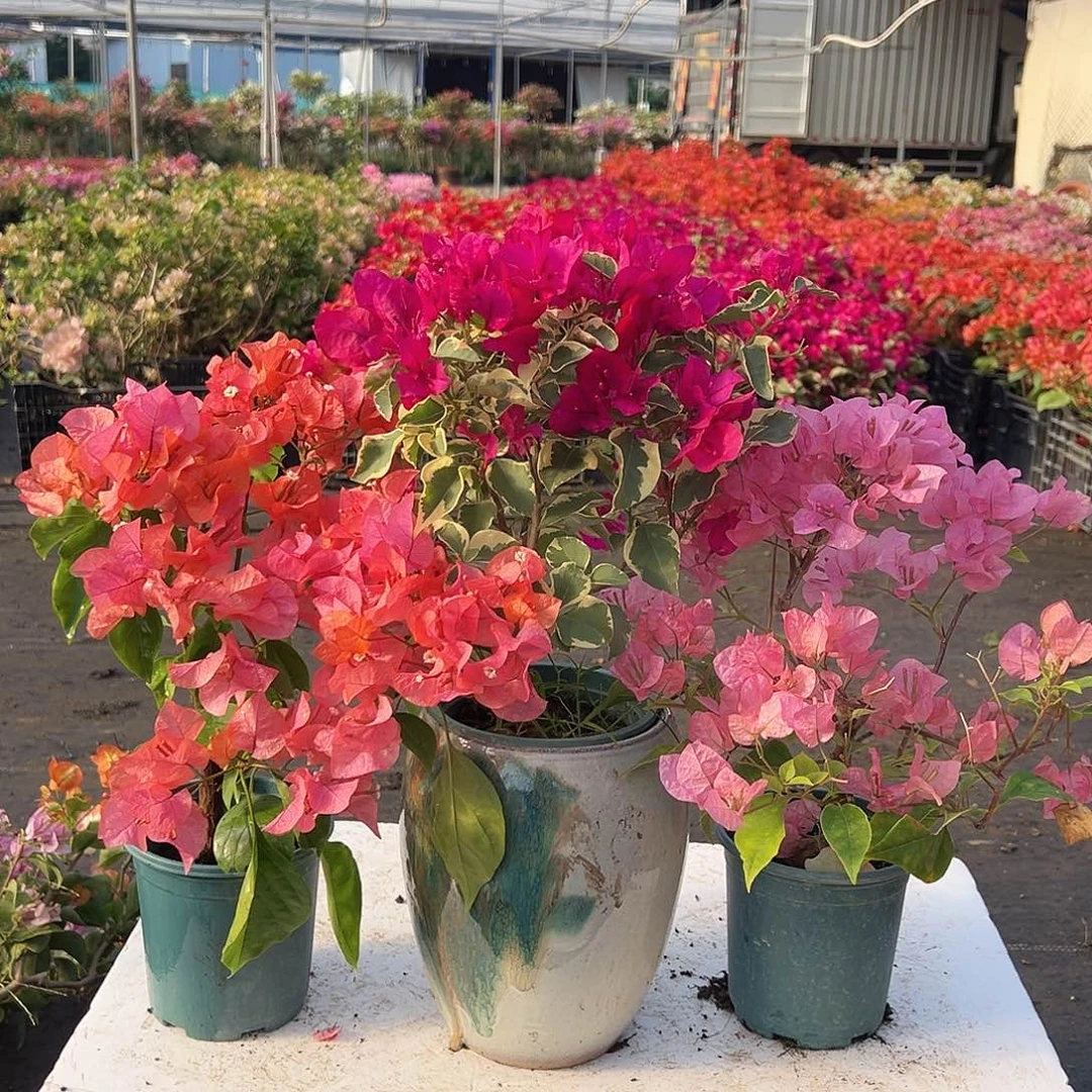 大部分花苞少量开放波妹，金边蓝月亮，橙粉公主组合