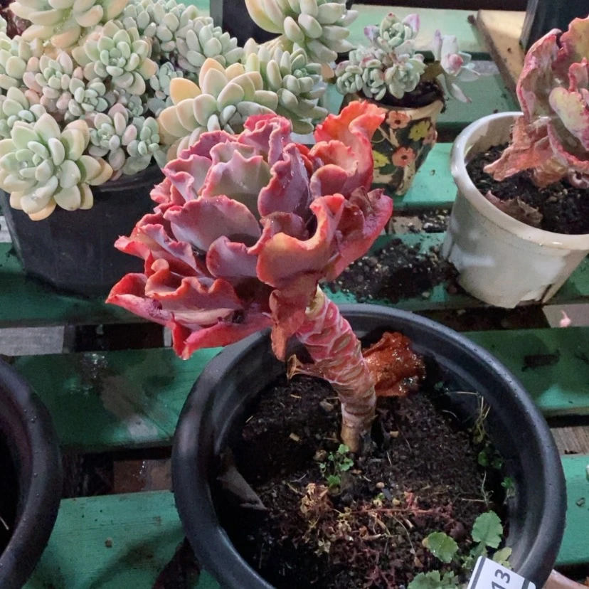 【闪购商品】红婚纱12113