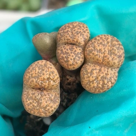 多肉肉锥 豹纹勋章