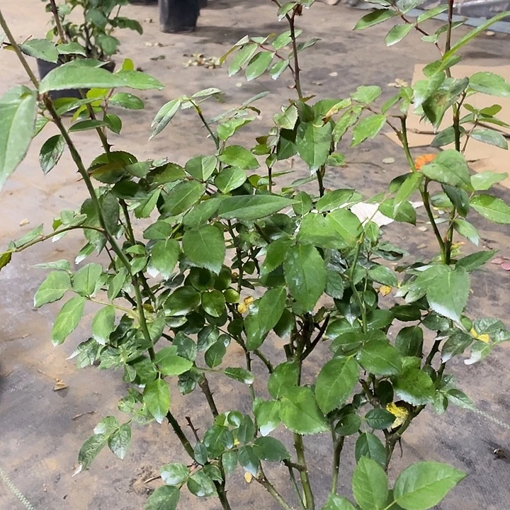 少量花朵（建议范围：2朵-5朵 或40%以下）16仁美公主