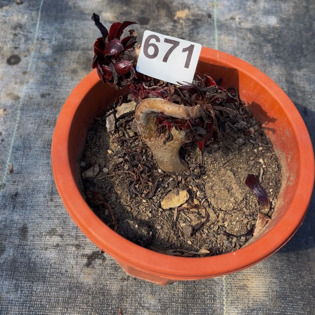 闫***姐多肉植物墨法师锦缀671
