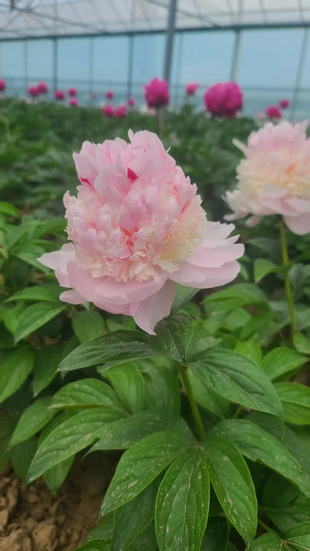 天使脸颊秋季发苗带芽发货重瓣大花芍药多年生耐寒耐热庭院种植