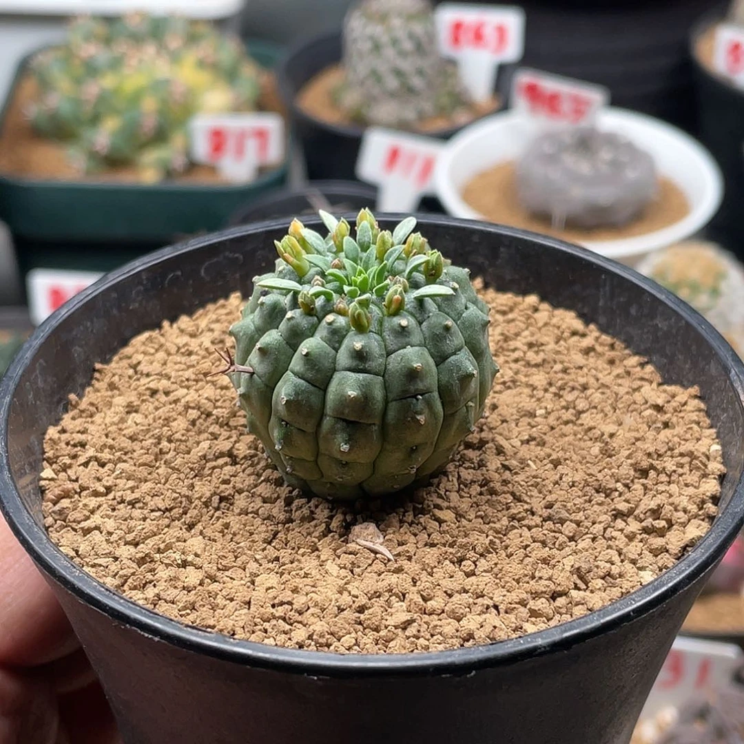 实生日系玉米尤群星冠大戟