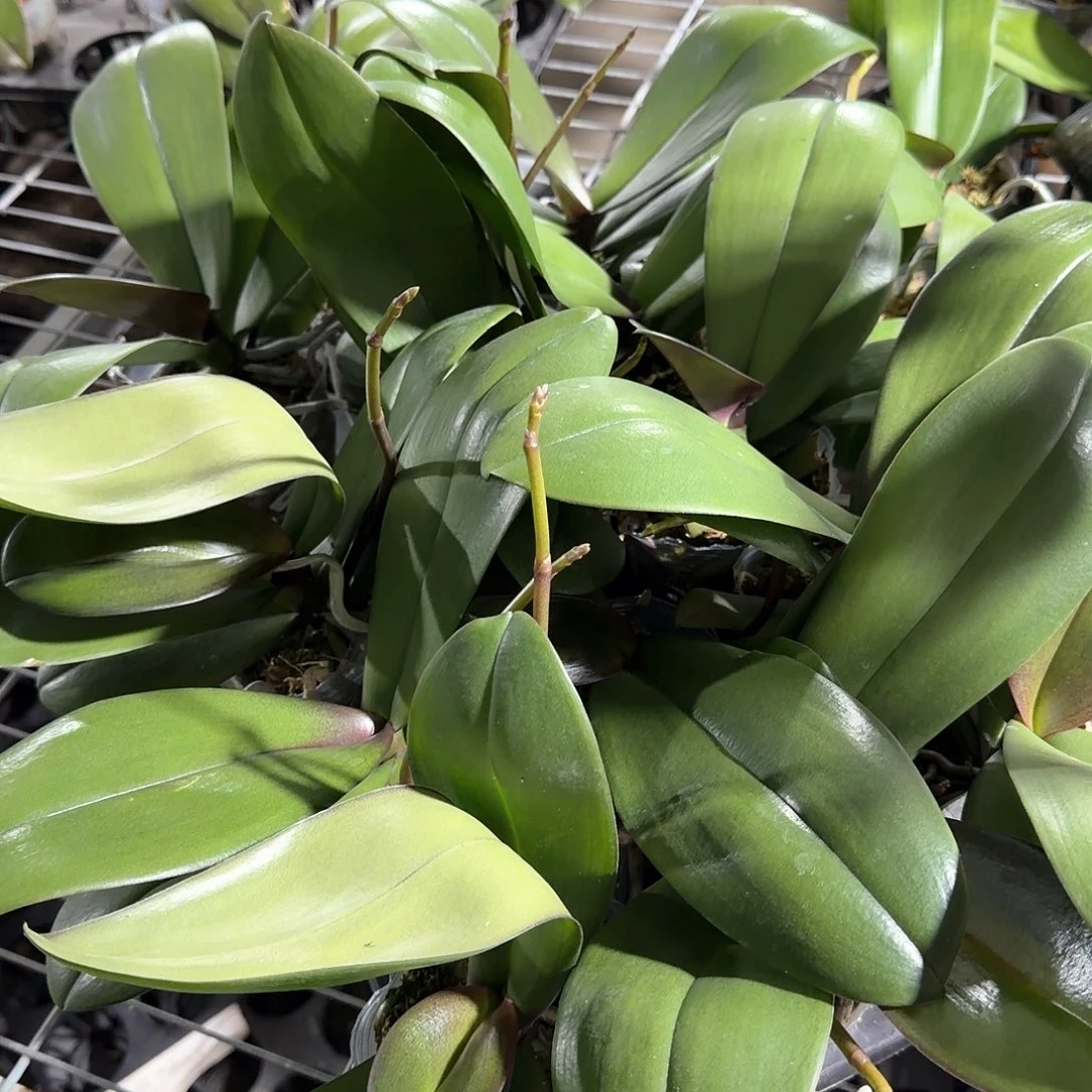 无花朵3.0带梗黑宝石