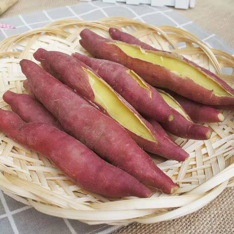 陕西正宗沙地板栗红薯新鲜现挖软糯香甜富硒小番薯