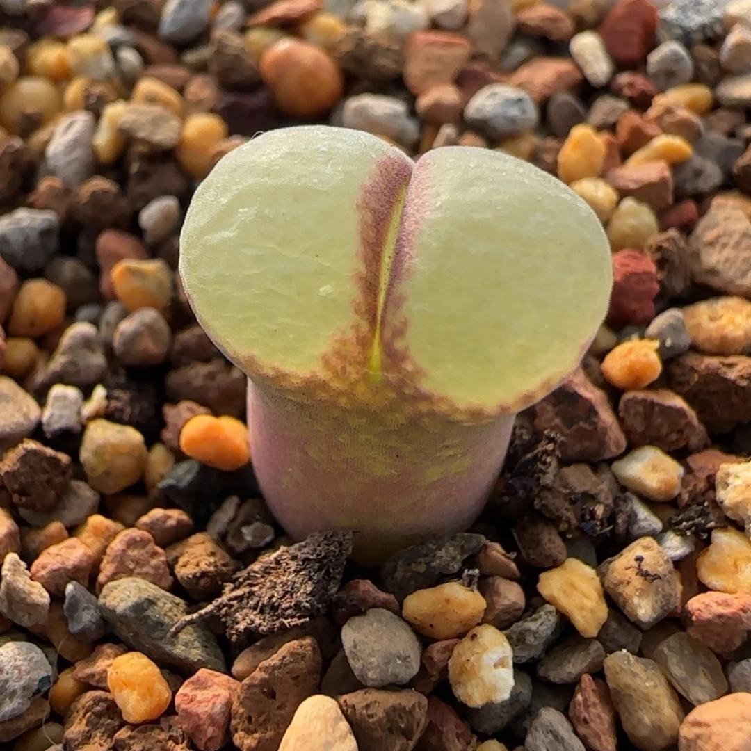 多肉植物粉女一颗61号