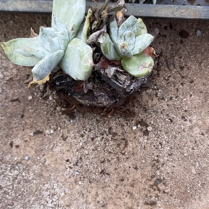 仙女杯系列多肉植物